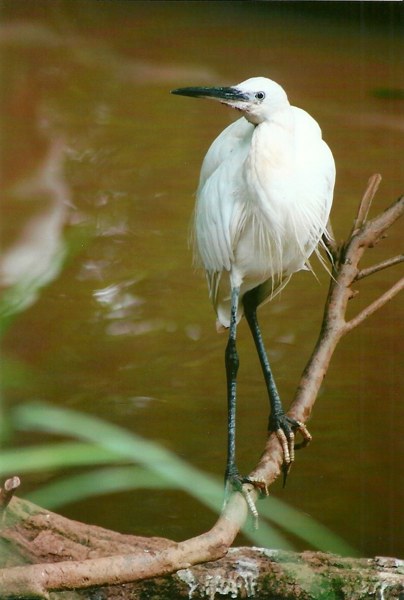 Little Egret 14th September 2012