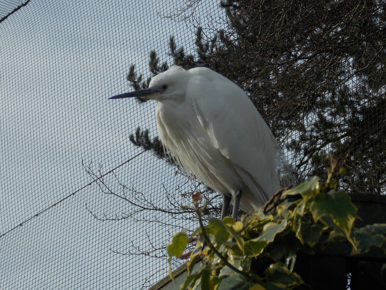 Little Egret 15/3/13