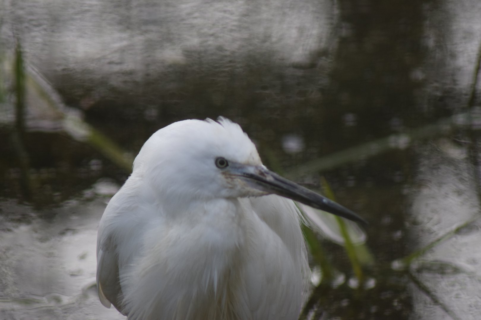 Little Egret, 18/01/22
