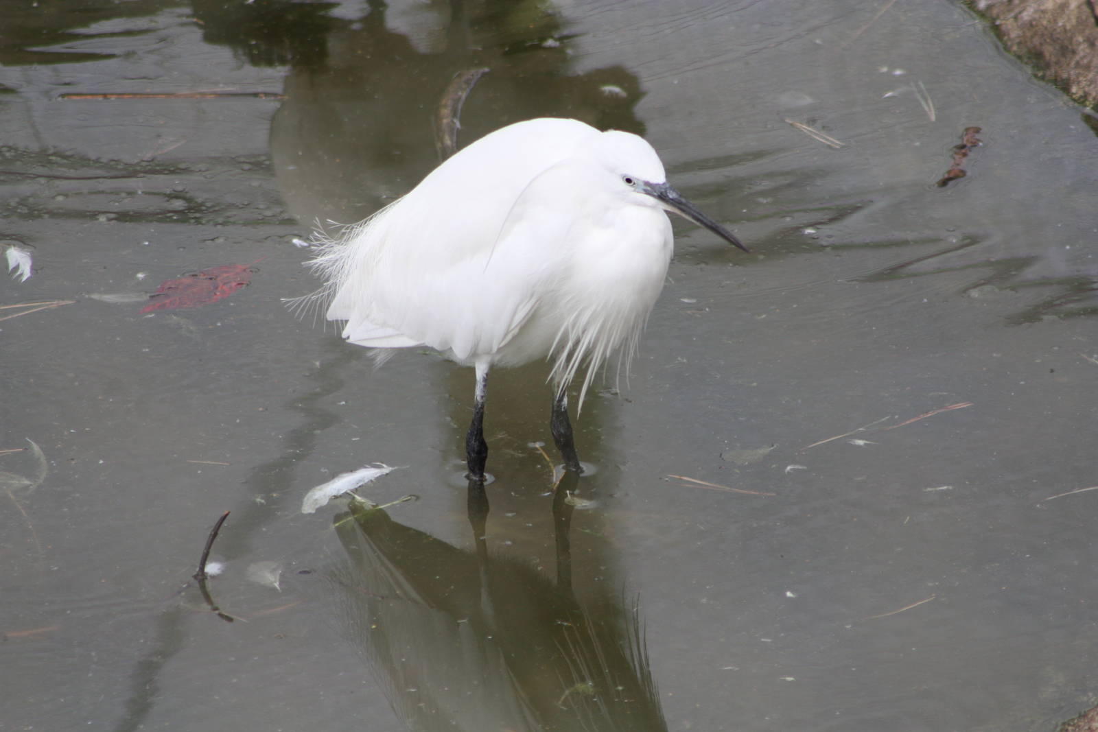 Little Egret, 1st September 2014