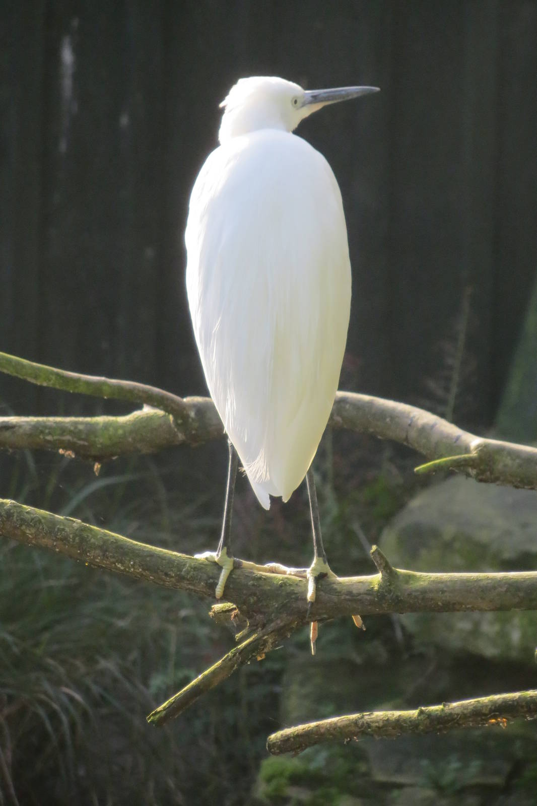 little egret 201013