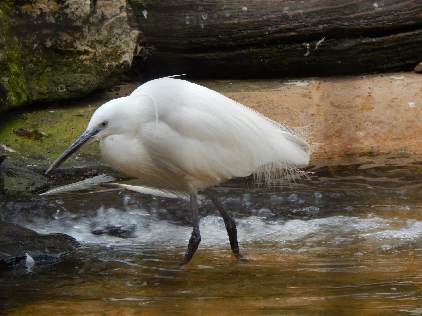 Little egret 210421