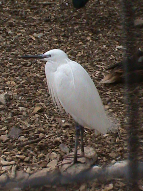 Little egret 300411