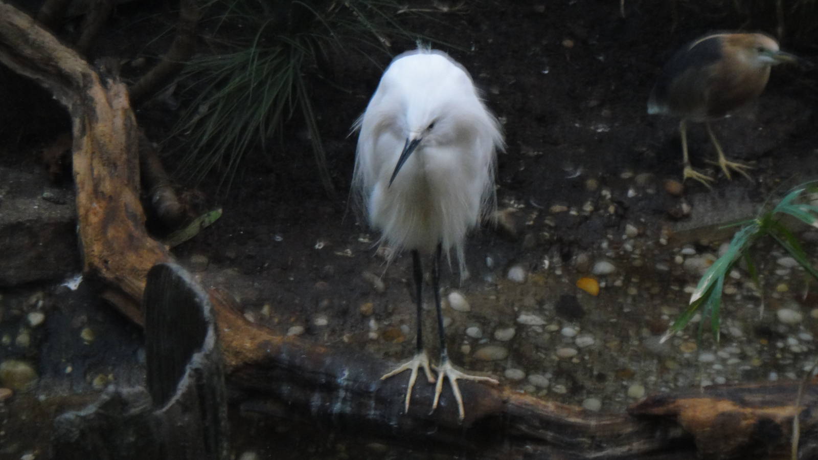Little egret and Javan Pond Heron at Bronx zoo 2014-12-29