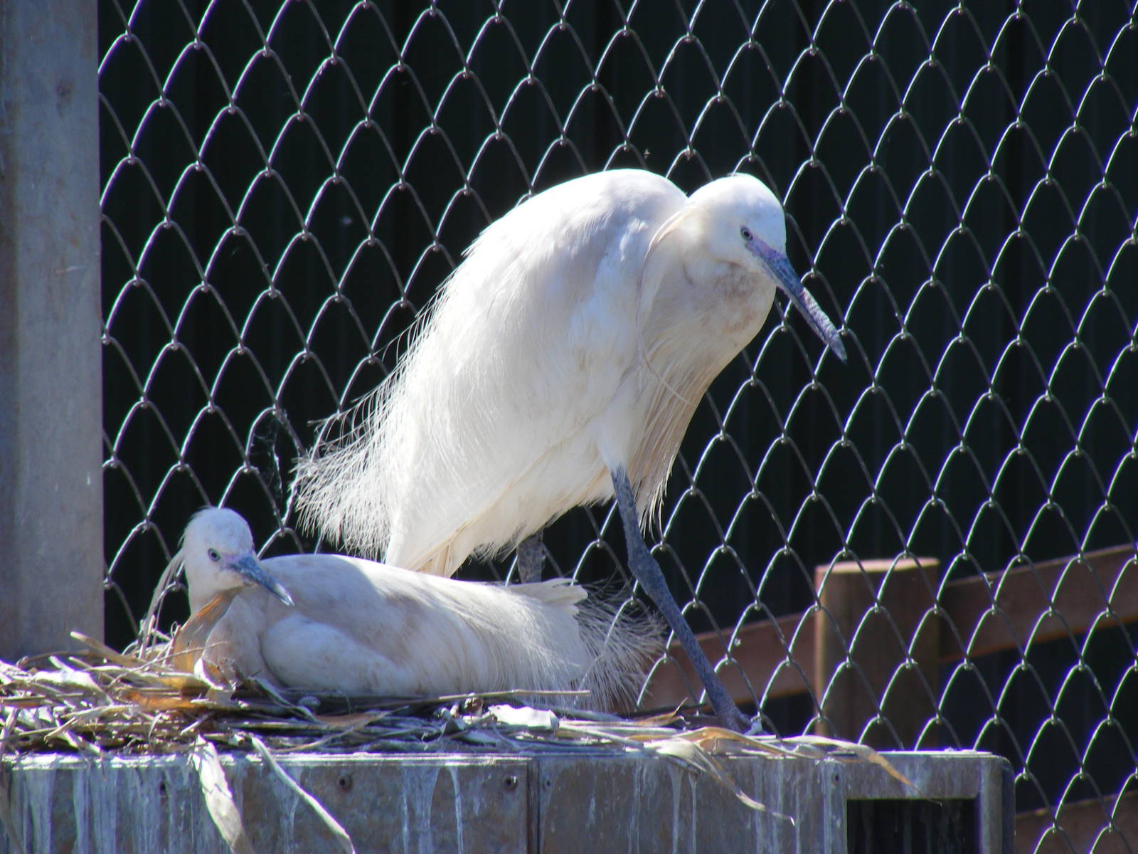 Little egret at South Lakes Wild Animal Park, 23 May 2010