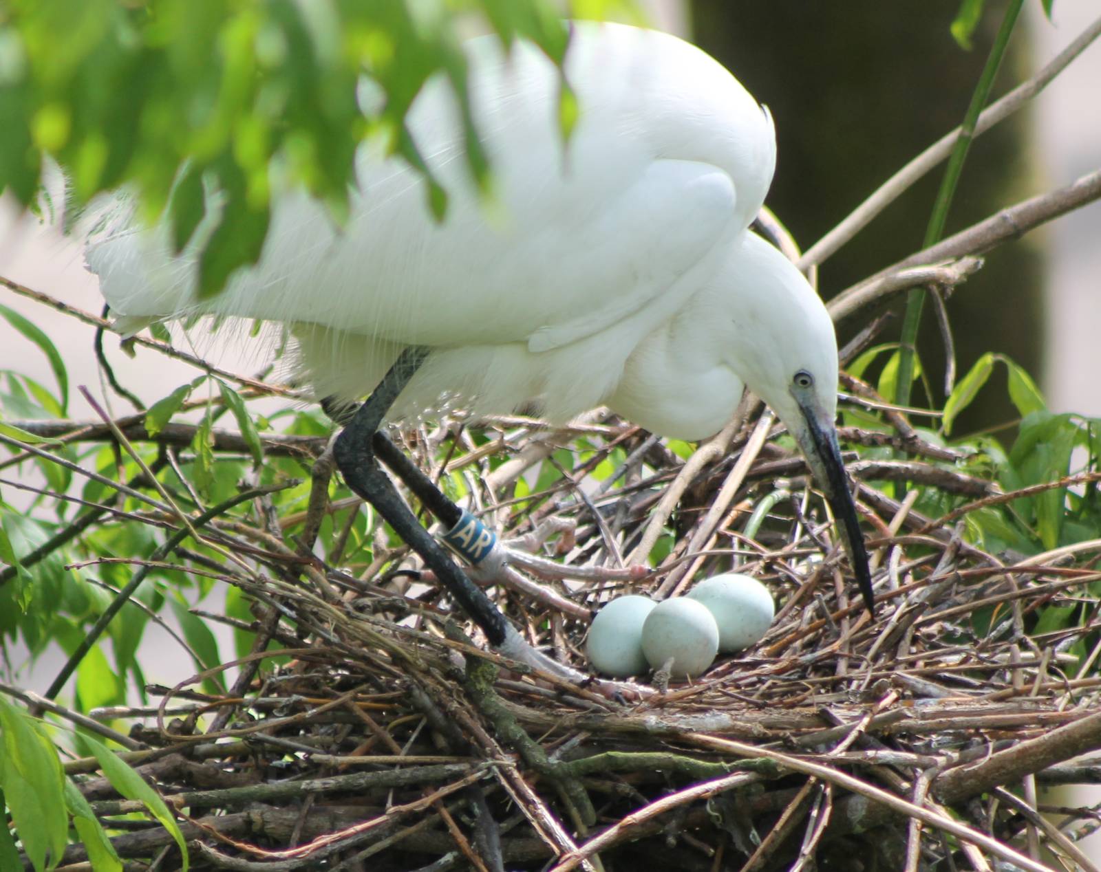 Little egret at the nest