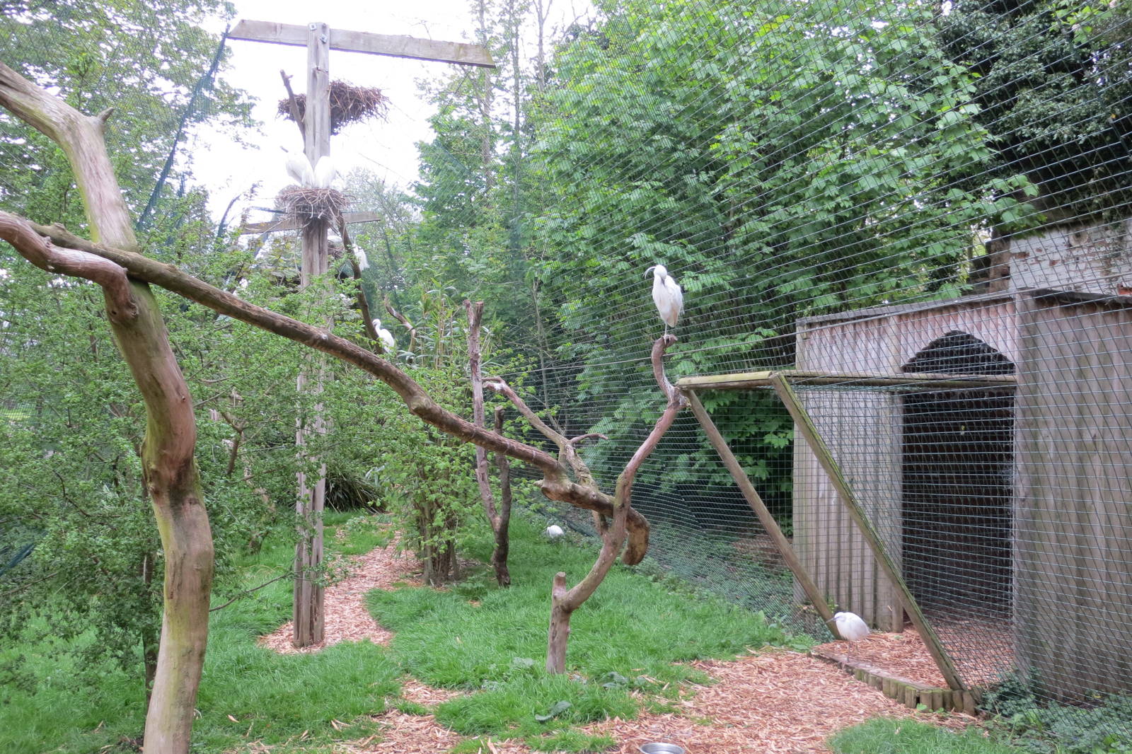 Little Egret Aviary 070515