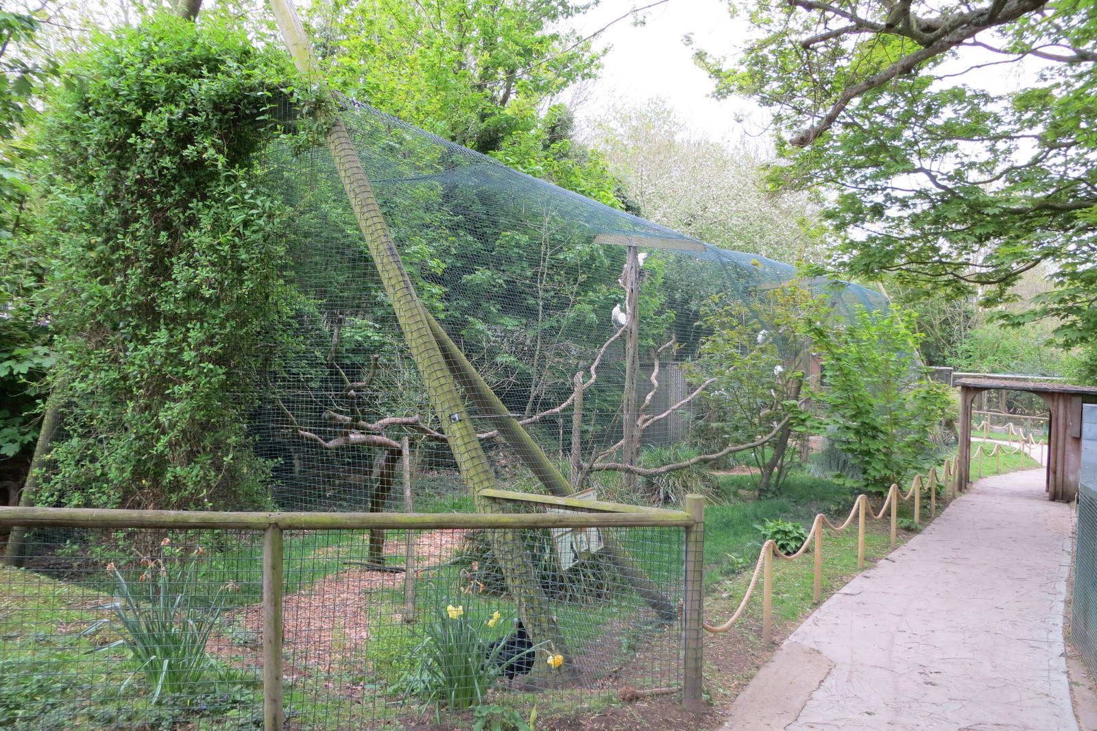 Little Egret Aviary 070515