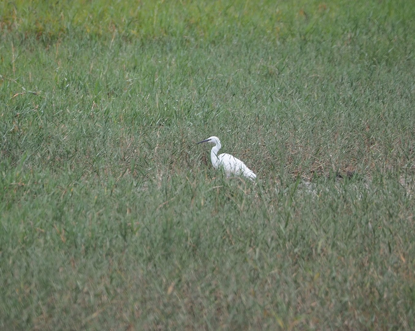 Little egret (Egretta garzetta), 2021-09-14