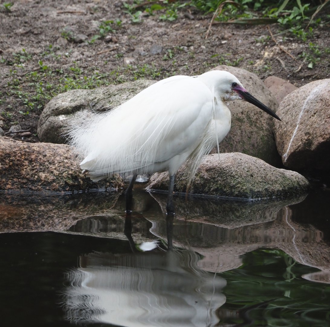 Little egret (Egretta garzetta), 2024-05-21