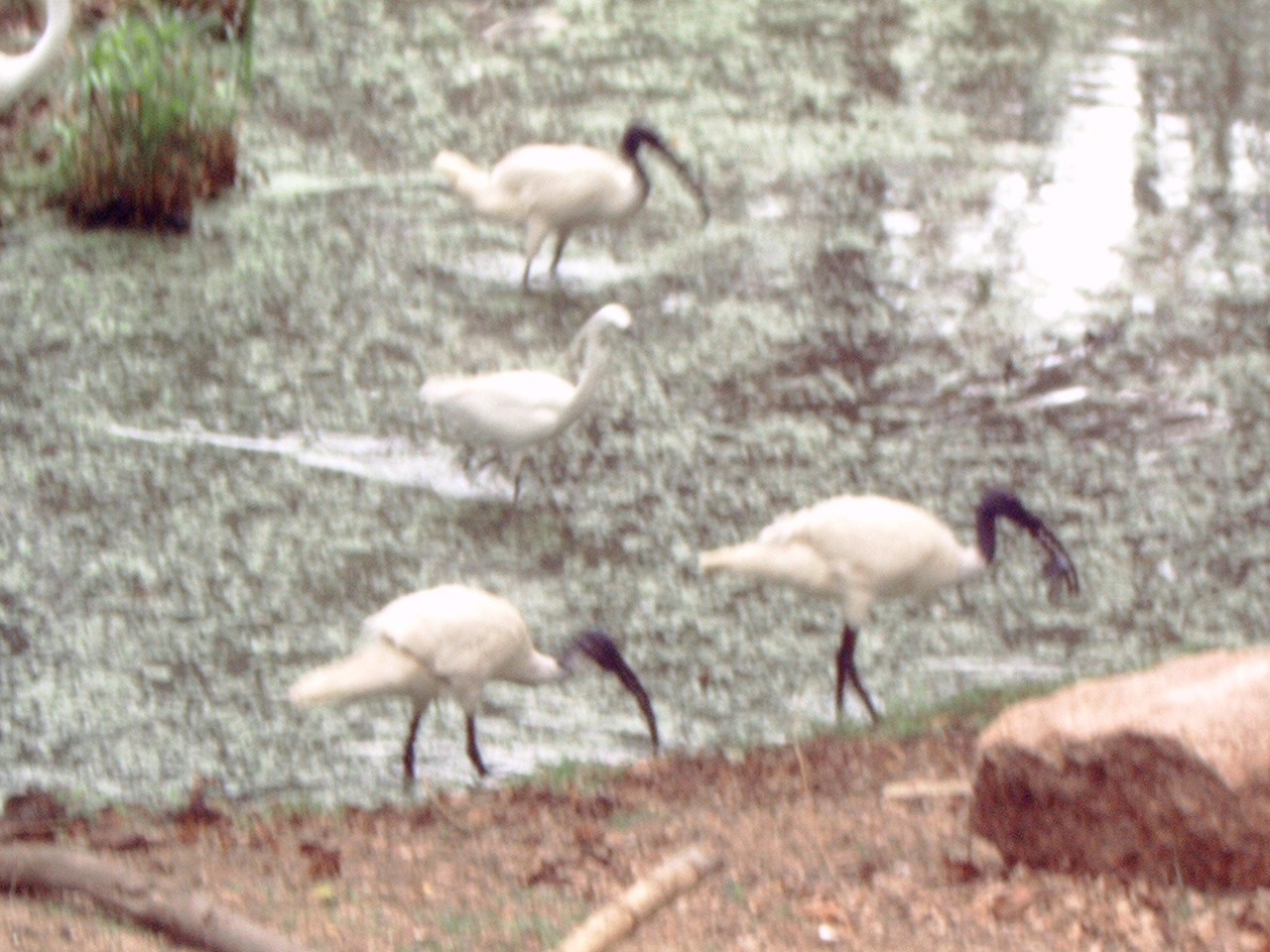 Little Egret (Egretta garzetta) & Black-headed Ibis (Threskiornis melan