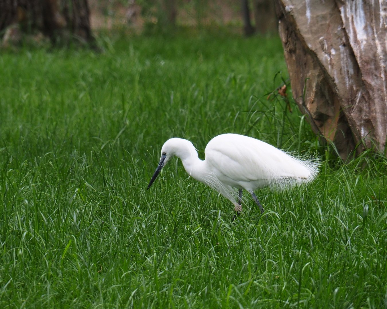 Little egret (Egretta garzetta garzetta), 2019-05-31