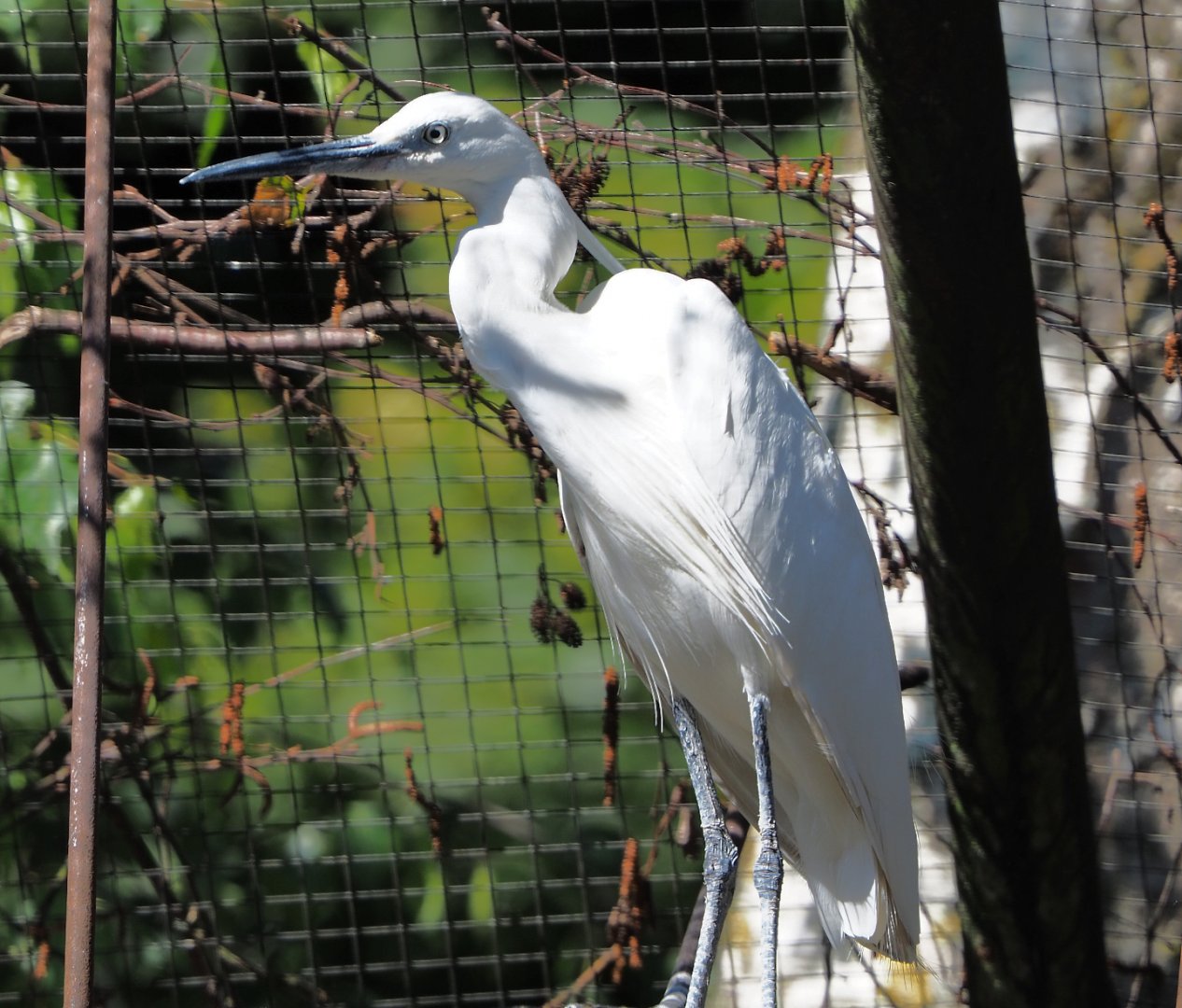 Little egret (Egretta garzetta garzetta), 2020-06-20