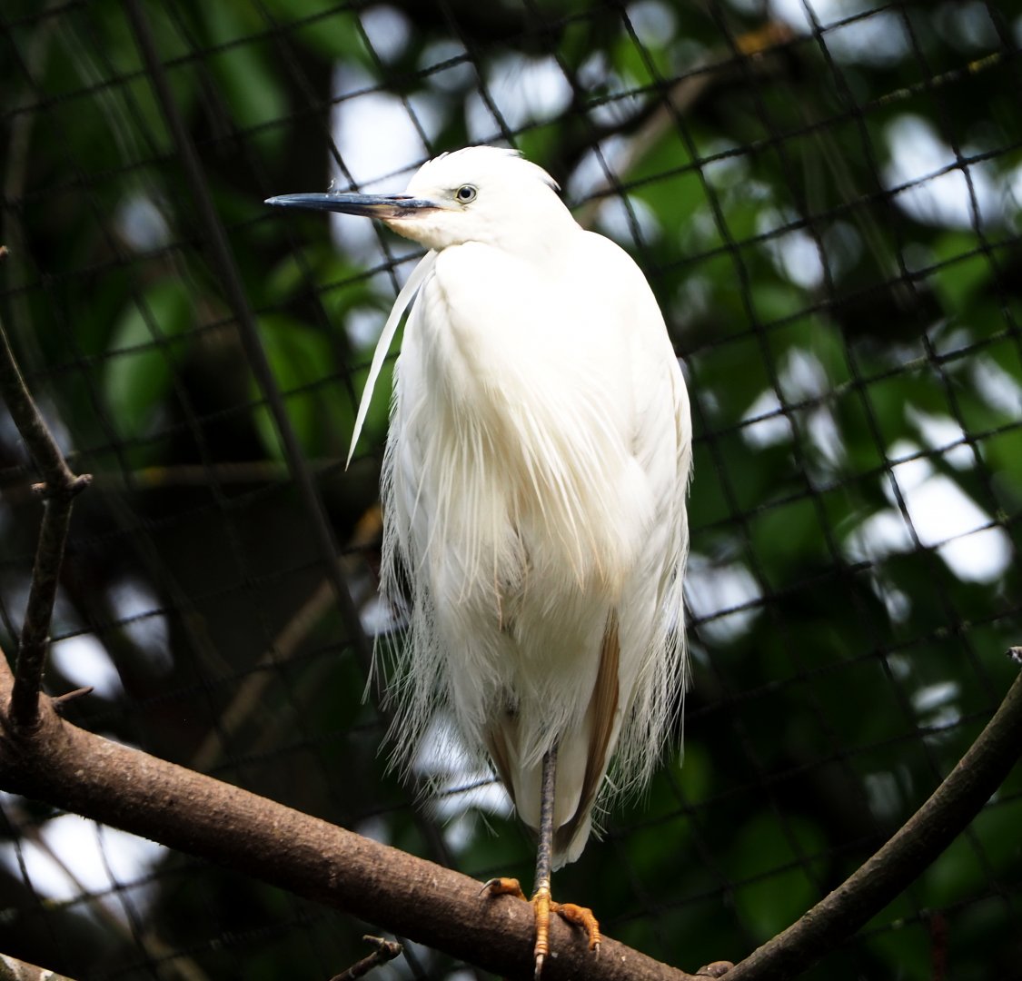 Little egret (Egretta garzetta garzetta), 2021-06-15