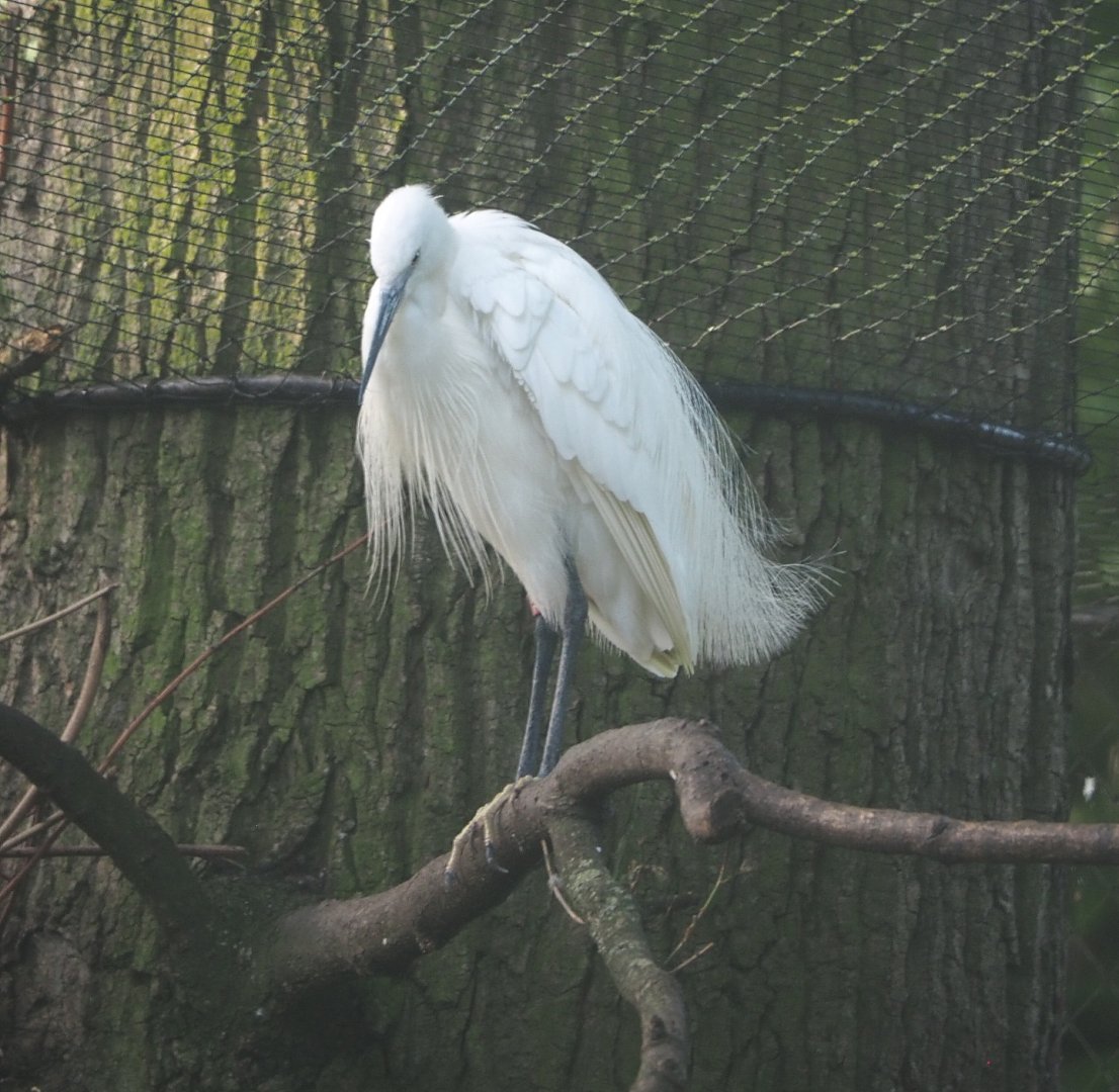 Little egret (Egretta garzetta garzetta), 2021-07-20