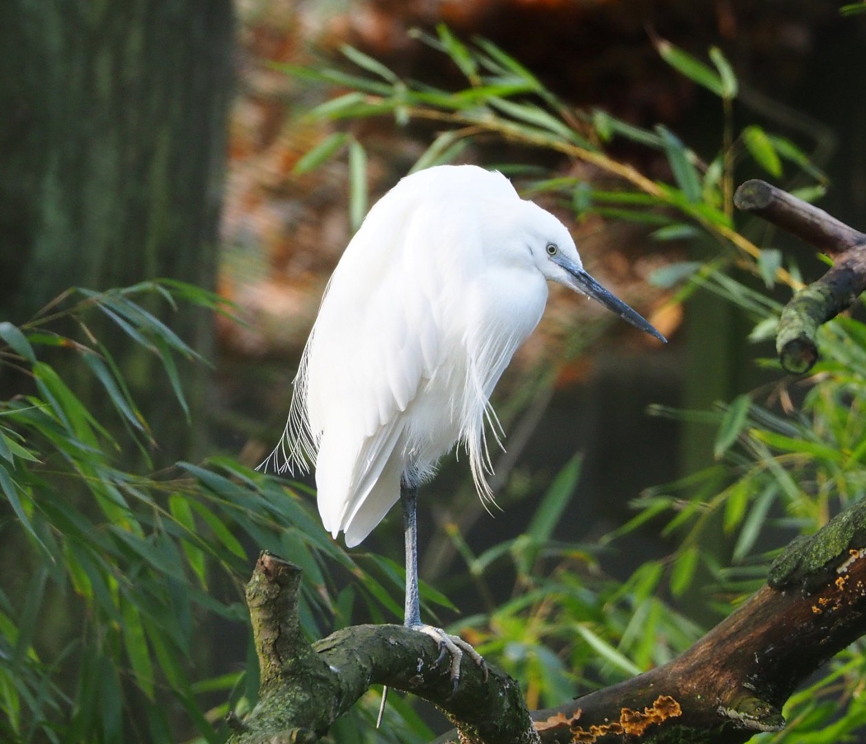 Little egret (Egretta garzetta garzetta), 2021-12-07