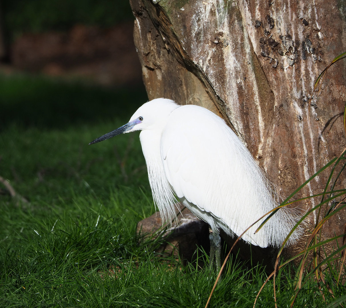 Little egret (Egretta garzetta garzetta), 2022-04-12