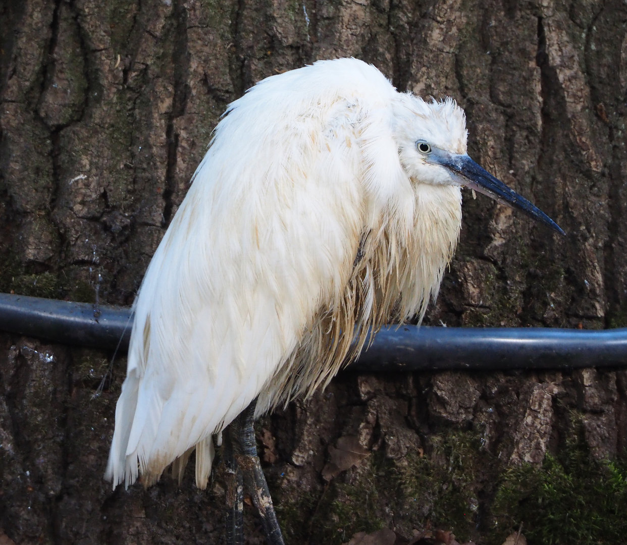 Little egret (Egretta garzetta garzetta), 2022-07-03