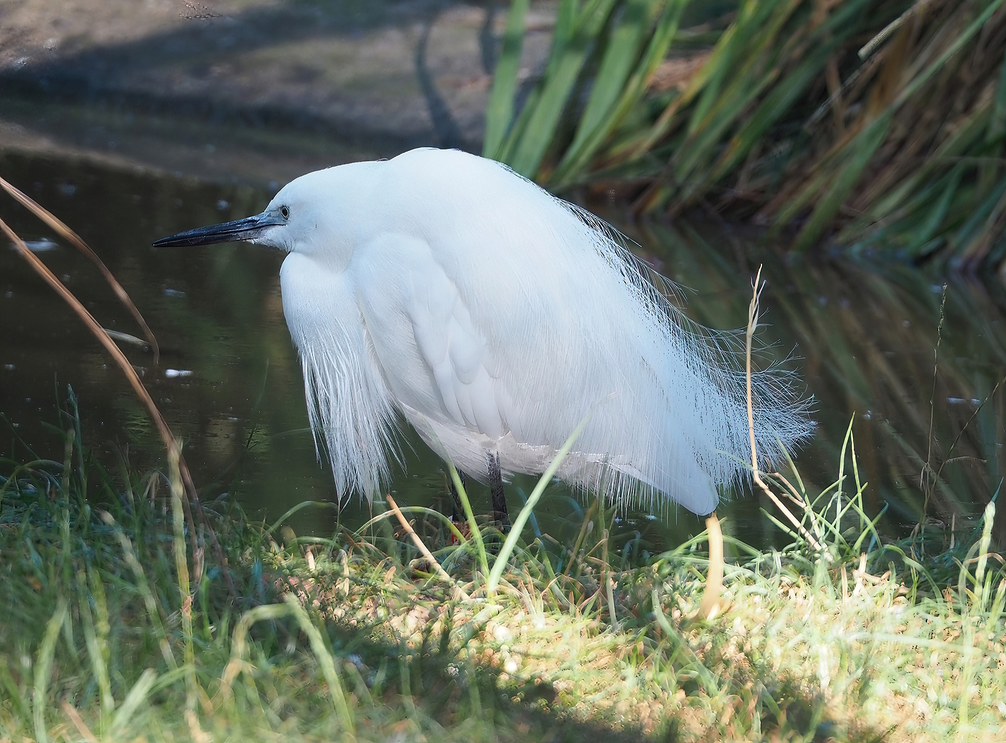 Little egret (Egretta garzetta garzetta), 2022-08-07