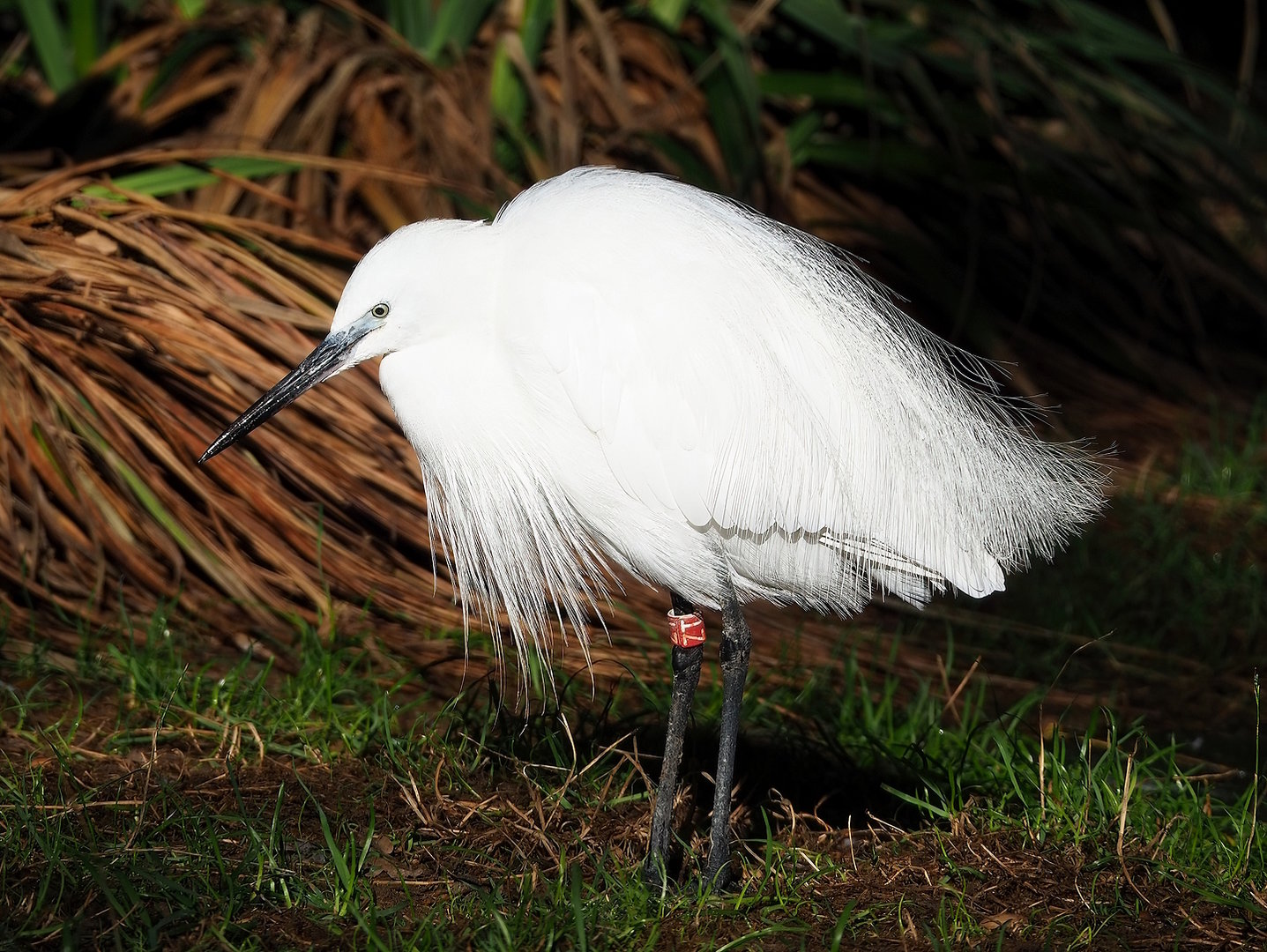 Little egret (Egretta garzetta garzetta), 2022-09-12