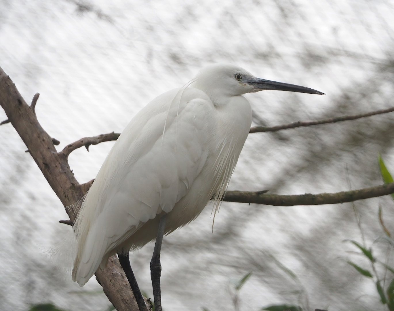 Little egret (Egretta garzetta garzetta), 2023-02-19