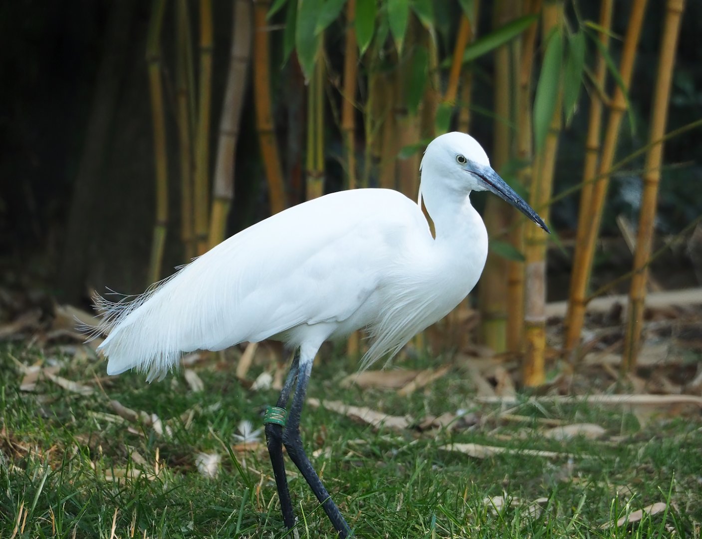 Little egret (Egretta garzetta garzetta), 2023-07-08