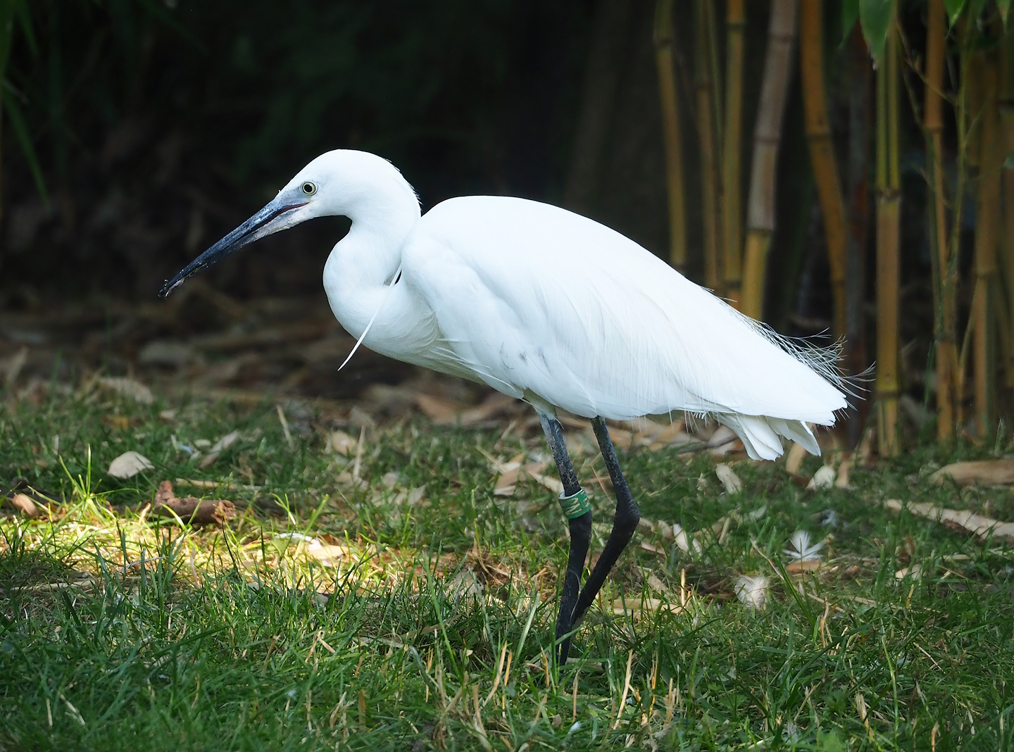 Little egret (Egretta garzetta garzetta), 2023-07-08