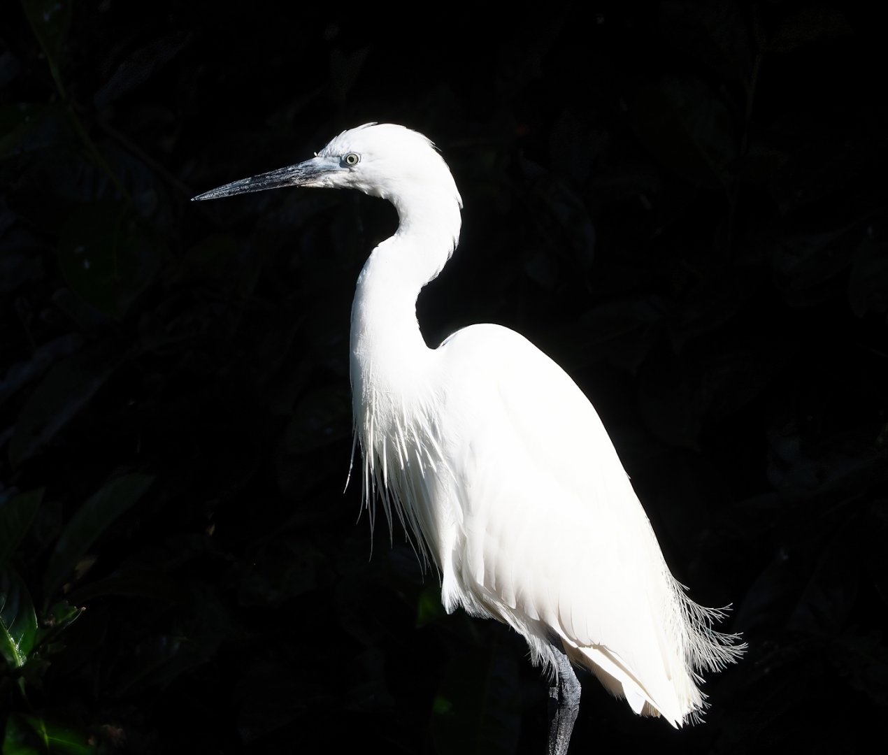 Little egret (Egretta garzetta garzetta), 2023-09-24