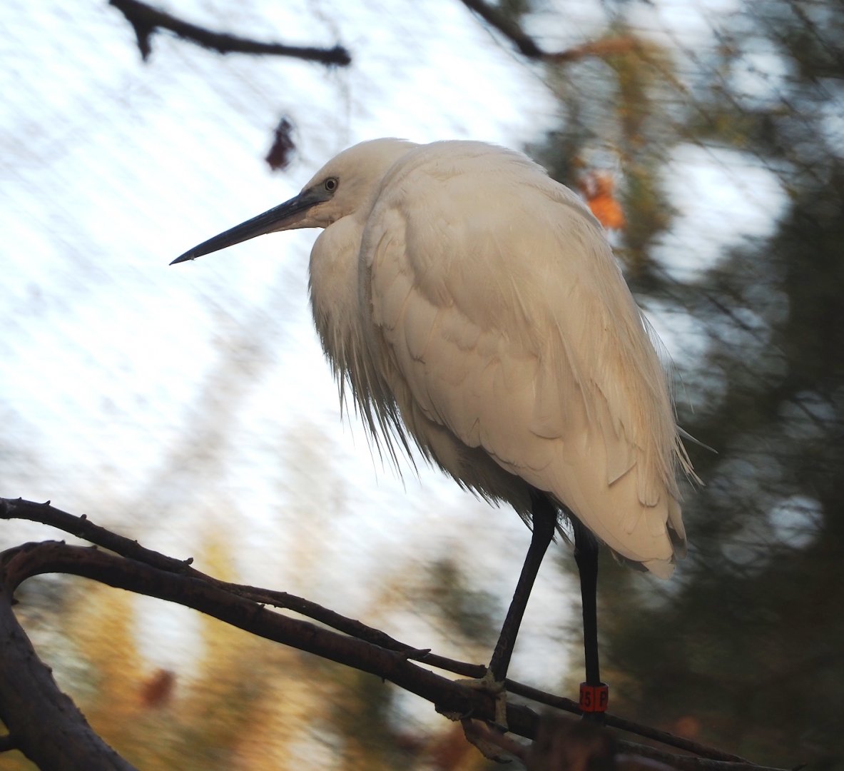 Little egret (Egretta garzetta garzetta), 2023-10-04