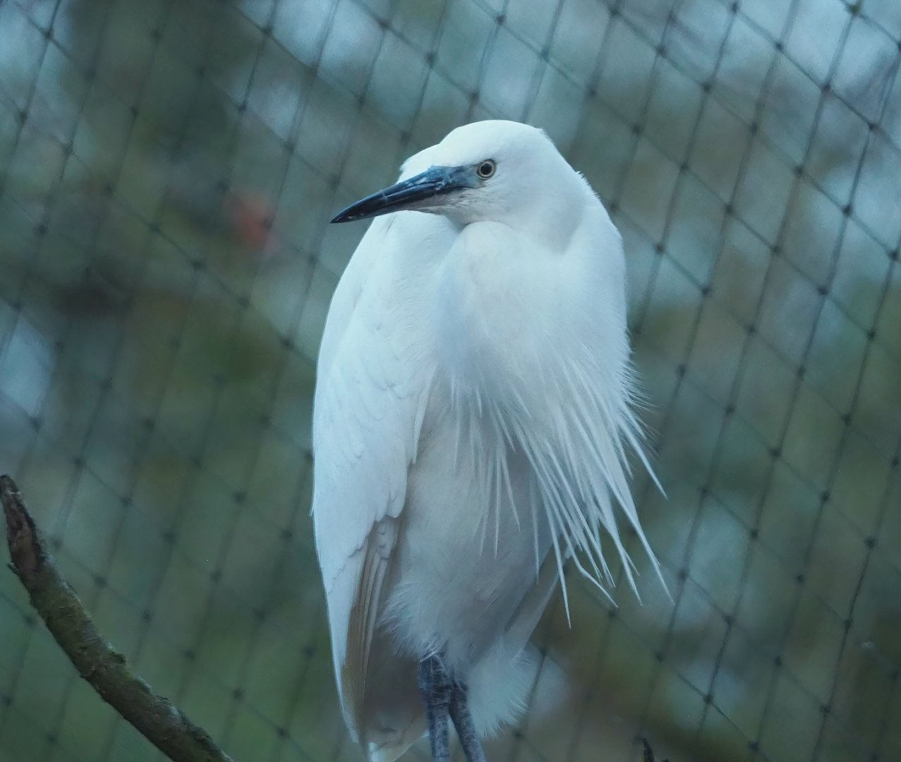 Little egret (Egretta garzetta garzetta), 2024-01-01