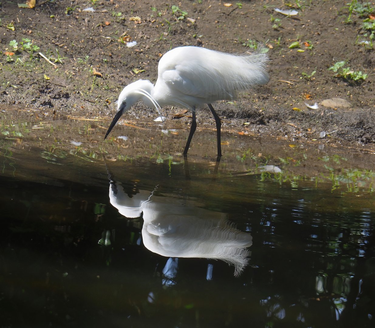 Little egret (Egretta garzetta garzetta), 2024-06-30