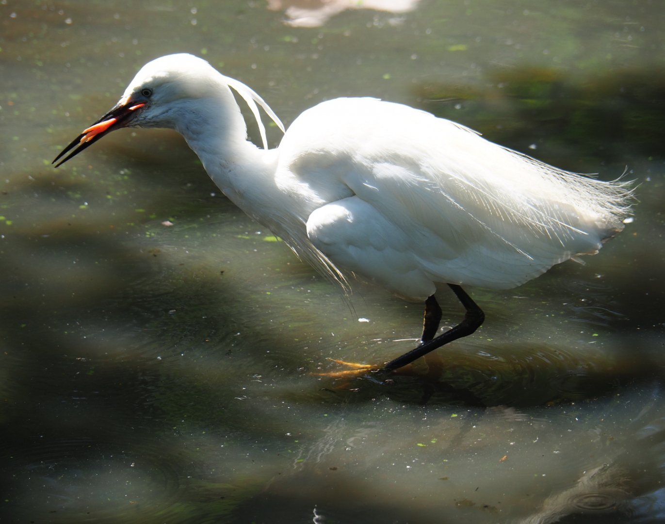 Little egret (Egretta garzetta garzetta) swallowing one-day chick, 2019-08-04