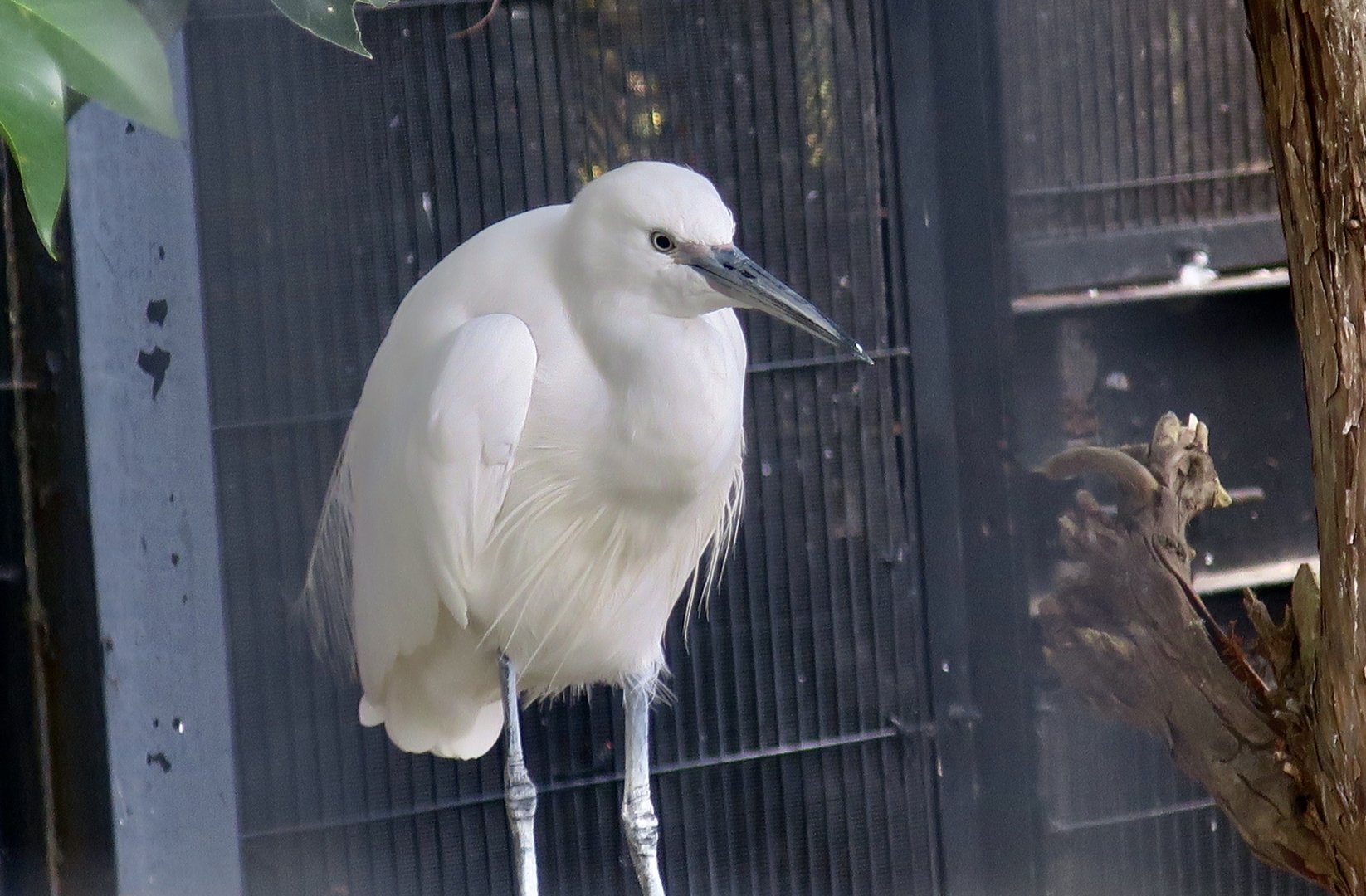 Little Egret (Egretta garzetta garzetta)