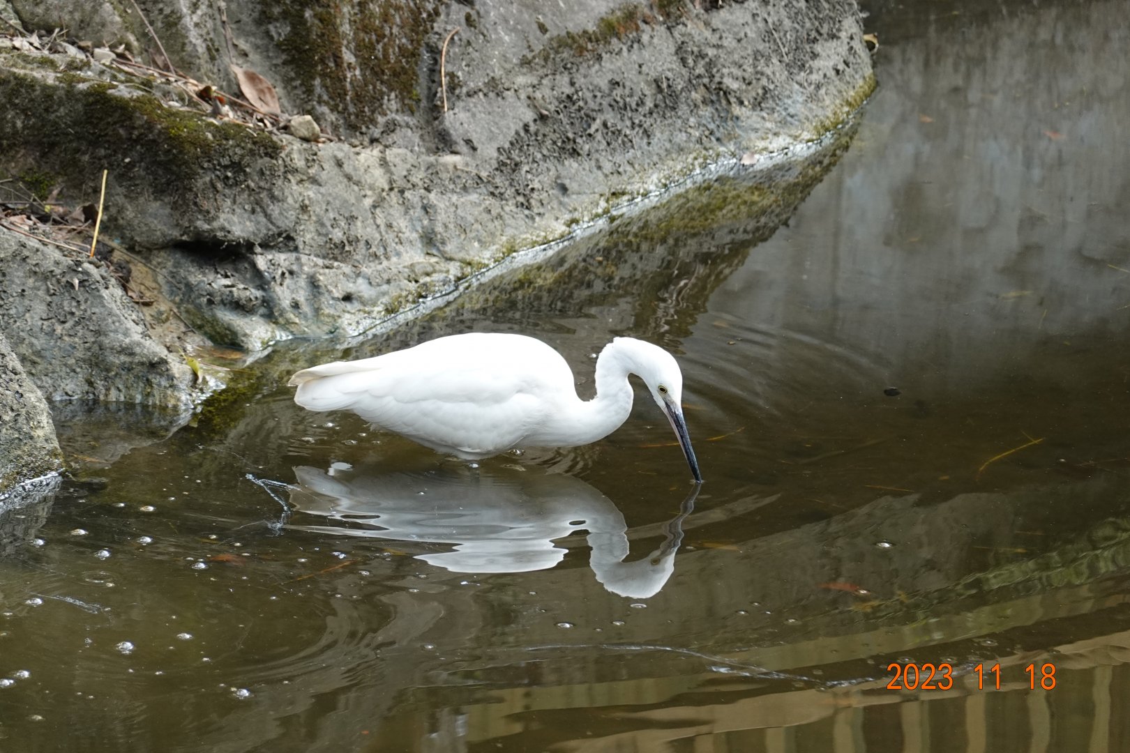 Little Egret (Egretta garzetta garzetta)