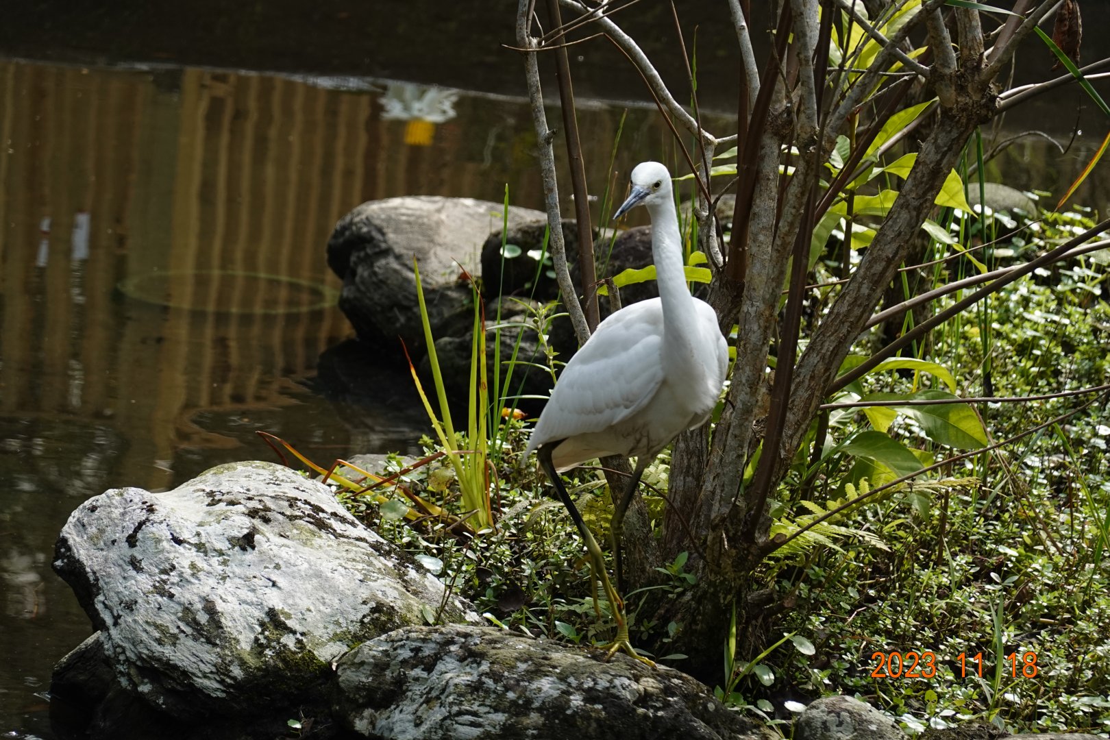 Little Egret (Egretta garzetta garzetta)