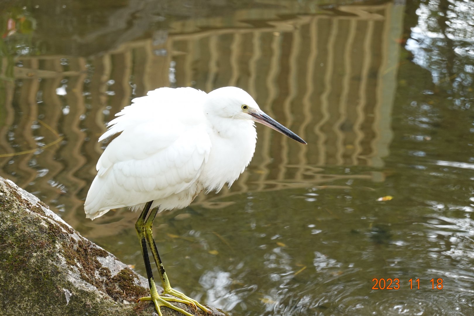 Little Egret (Egretta garzetta garzetta)