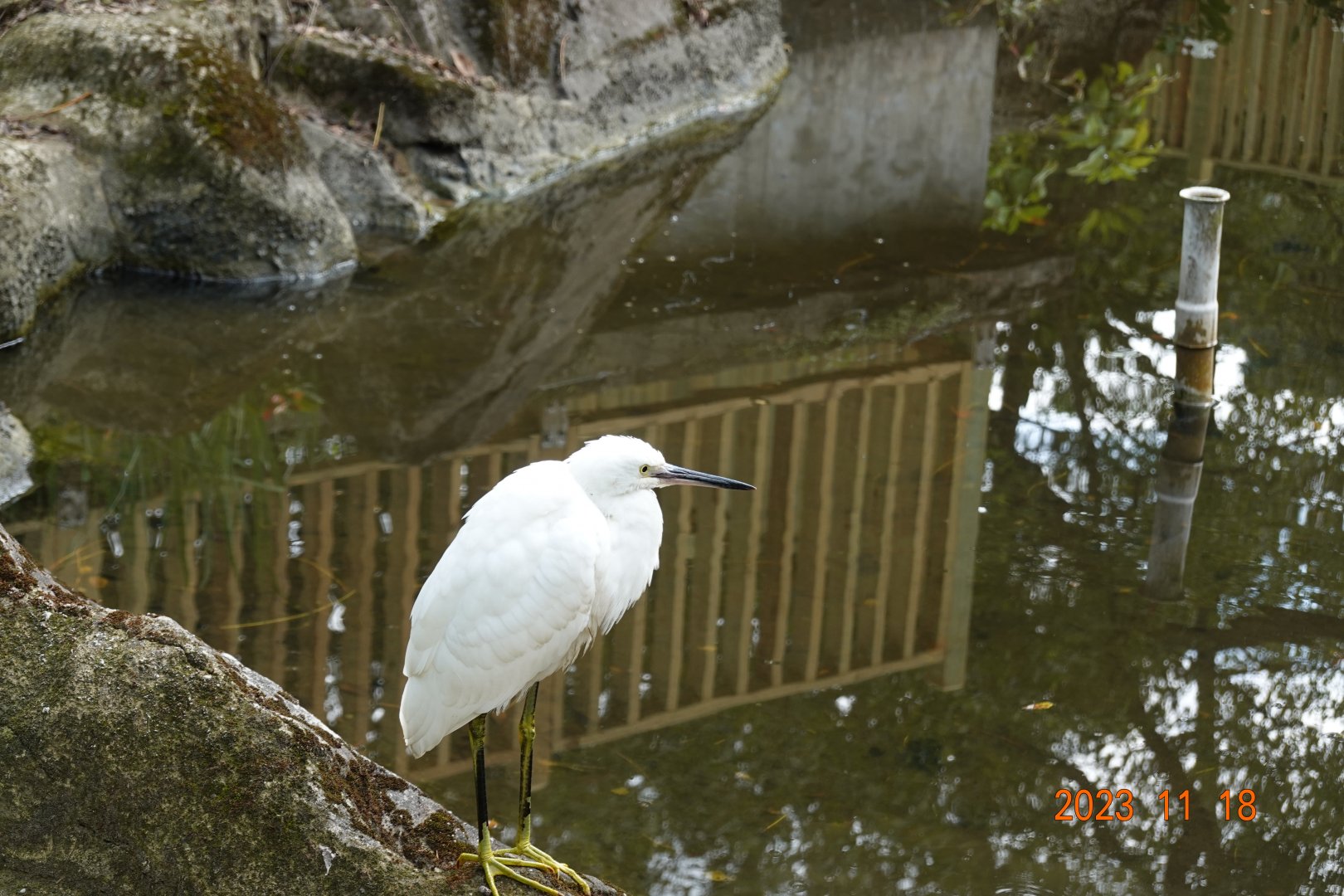 Little Egret (Egretta garzetta garzetta)