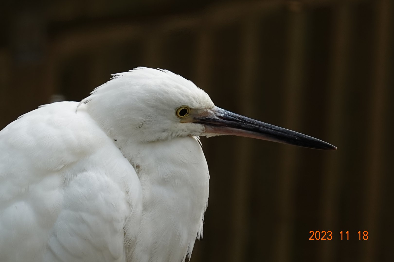 Little Egret (Egretta garzetta garzetta)