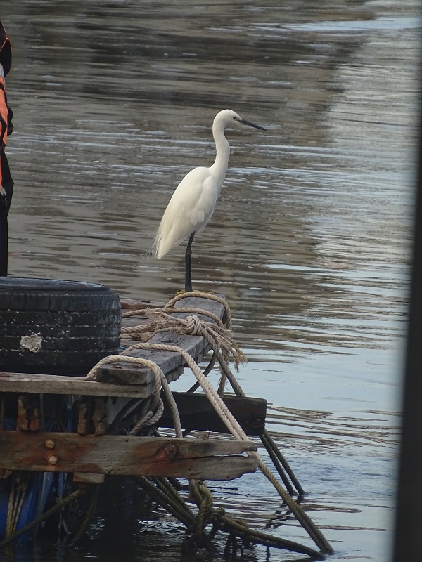 Little egret (Egretta garzetta garzetta)