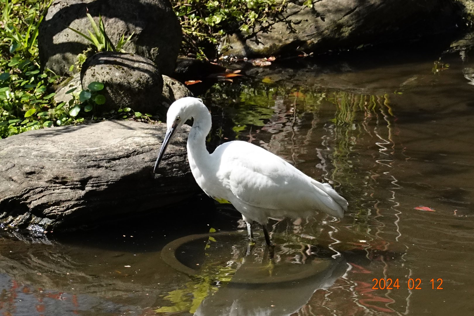 Little Egret (Egretta garzetta garzetta)