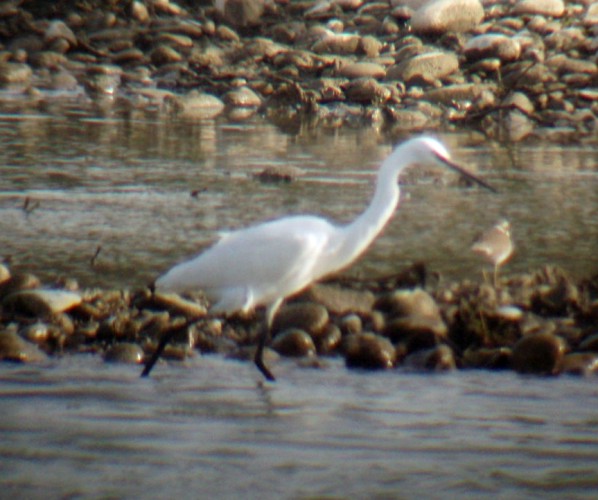 Little Egret (Egretta garzetta)
