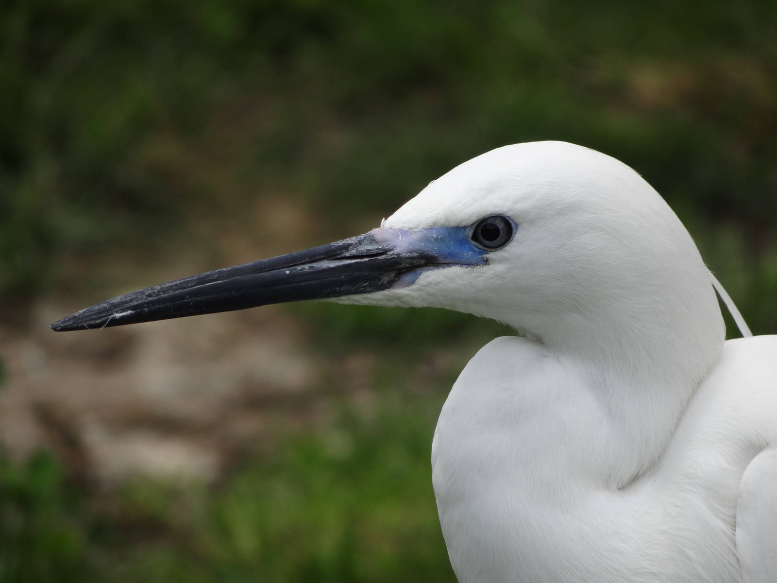Little egret (Egretta garzetta)