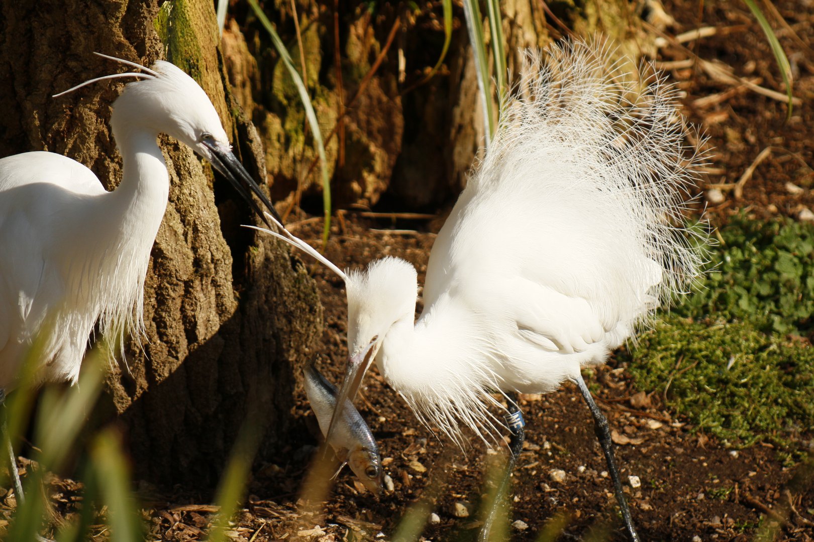 Little egret (Egretta garzetta)