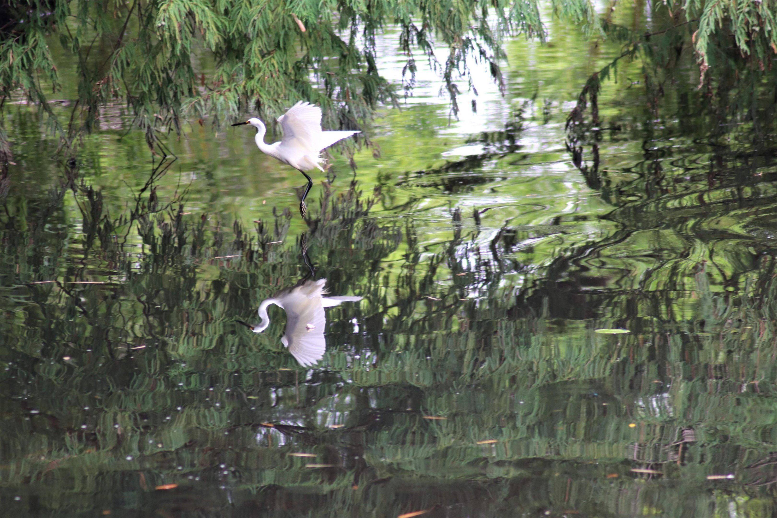 Little Egret (Egretta garzetta)