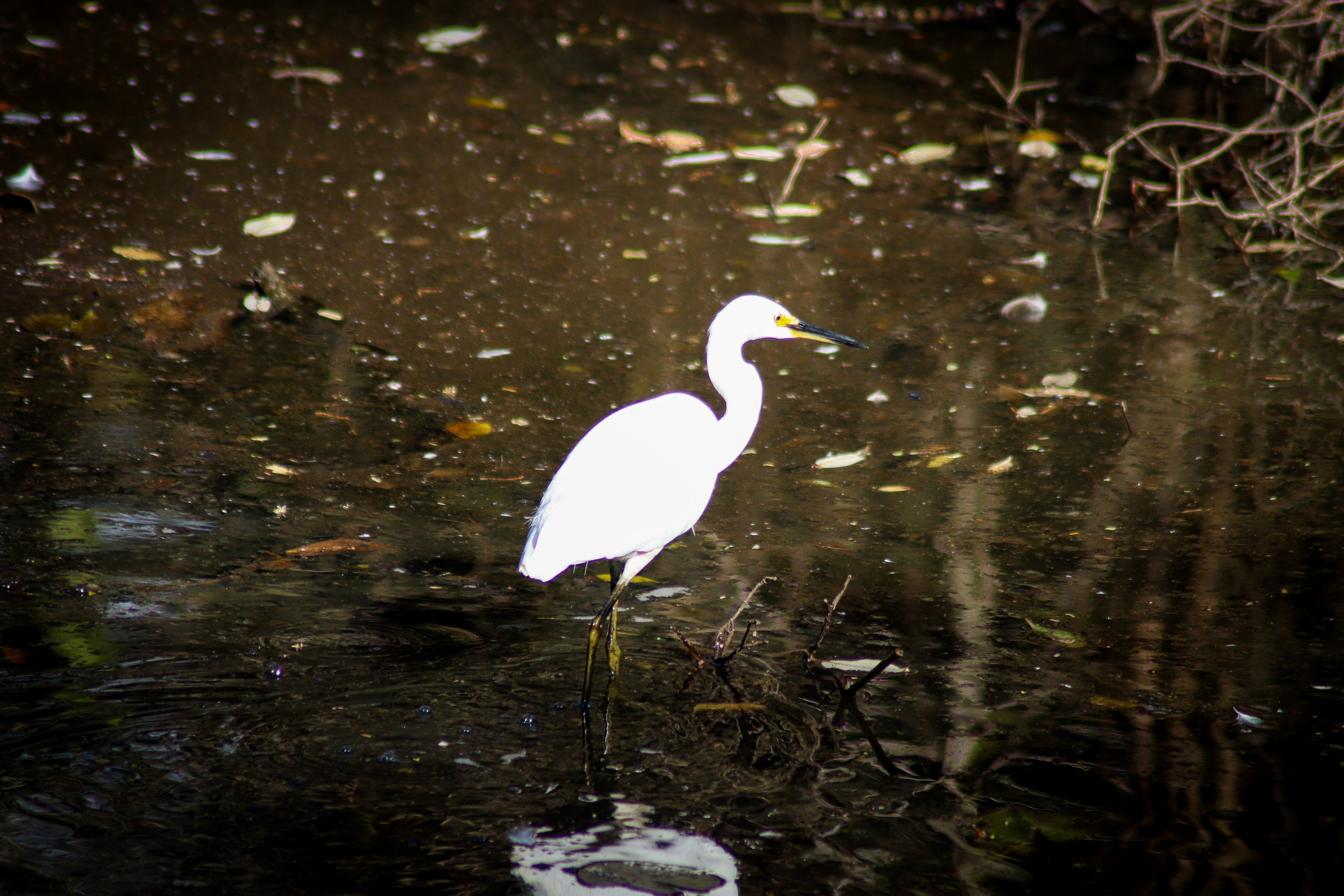 Little Egret (Egretta garzetta)