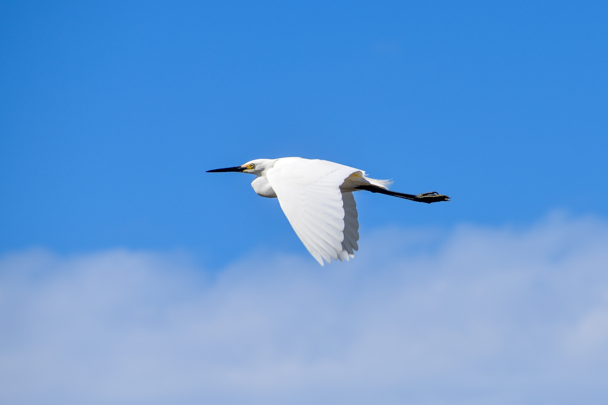 Little Egret (Egretta garzetta)