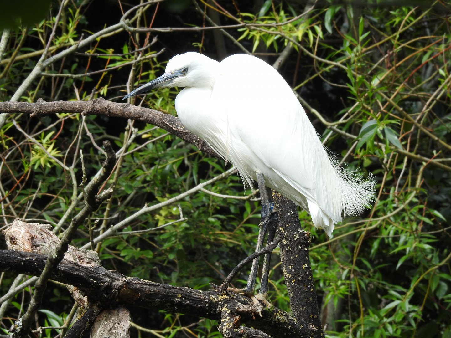 Little Egret (Egretta garzetta)