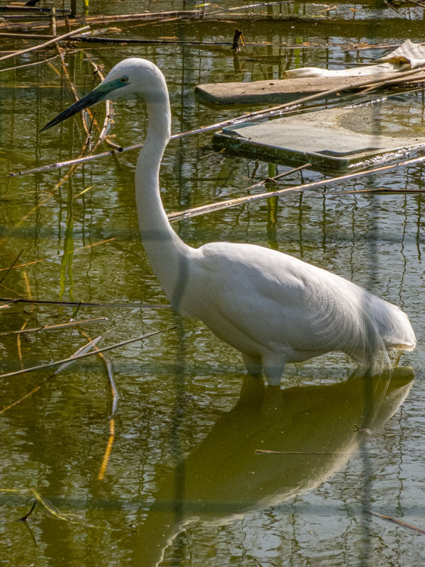 Little egret / Egretta garzetta
