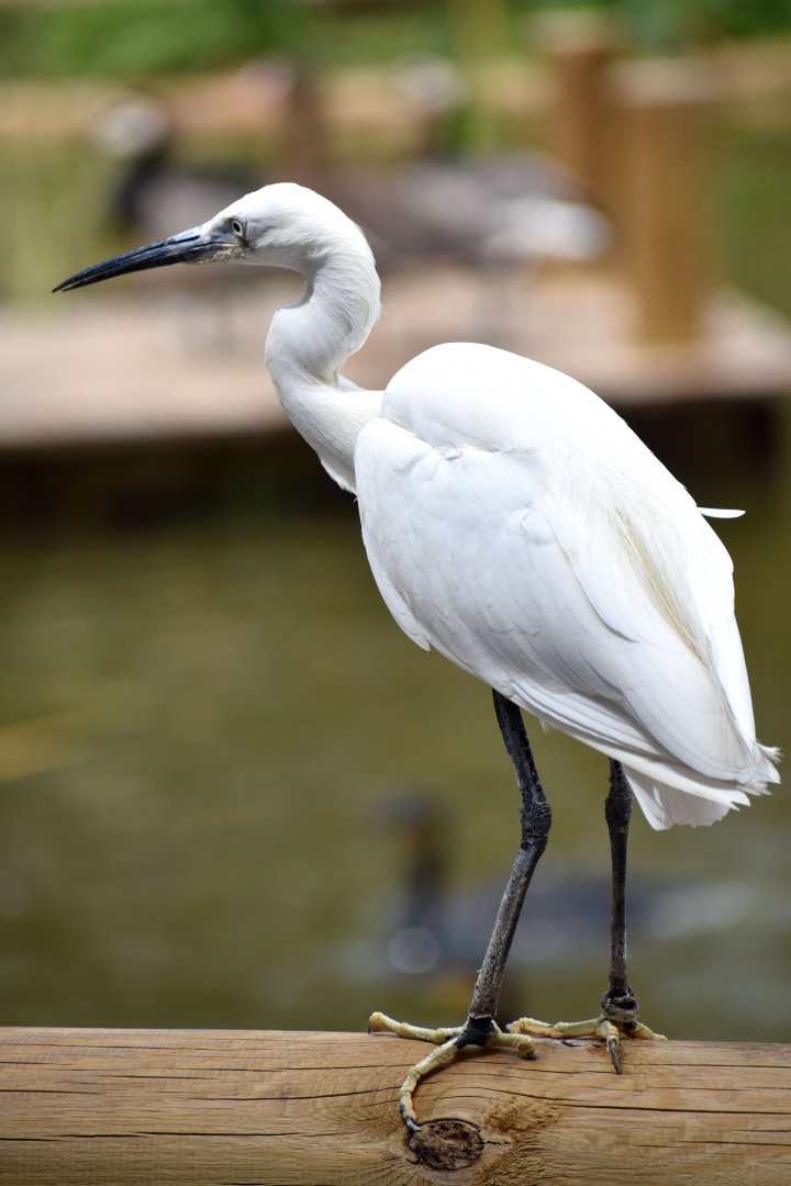 Little Egret - Egretta garzetta