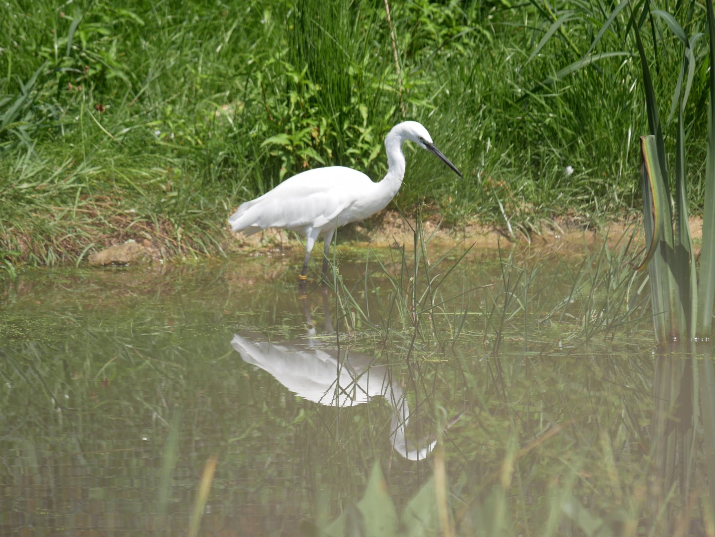 Little egret (Egretta garzetta)